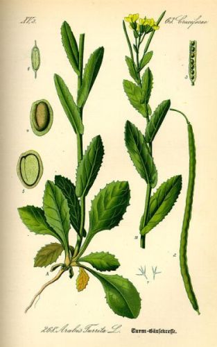Tower-Mustard - Arabis turrita - Резуха башенная